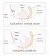 BOLAS CHINAS PELVIX FEMINTIMATE