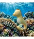 ESTIMULADOR CLITORIS SEABOO LICKING